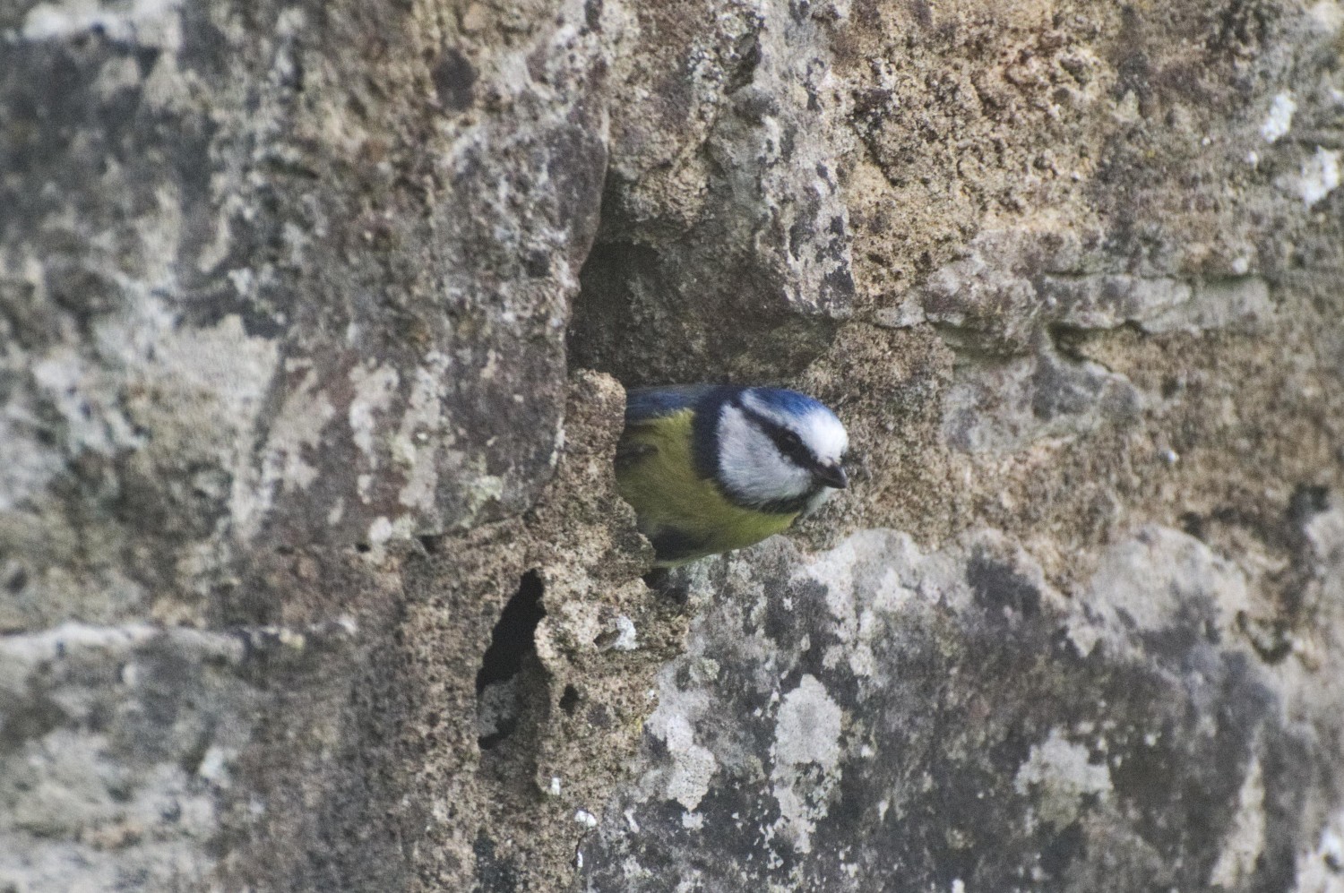 livebirdspoland_4d20b770d557bf1eeba944549d68a14b.jpg