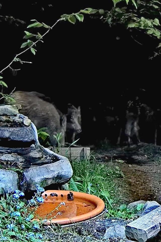 livebirdspoland_b9ad1e7d5fdc242932f7f7d7d4fa4cd9.jpg