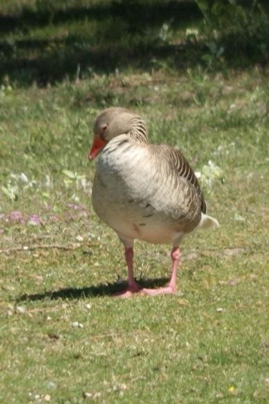 livebirdspoland_5192bbfda4fb2287ba81e3bb516b4d89.jpg