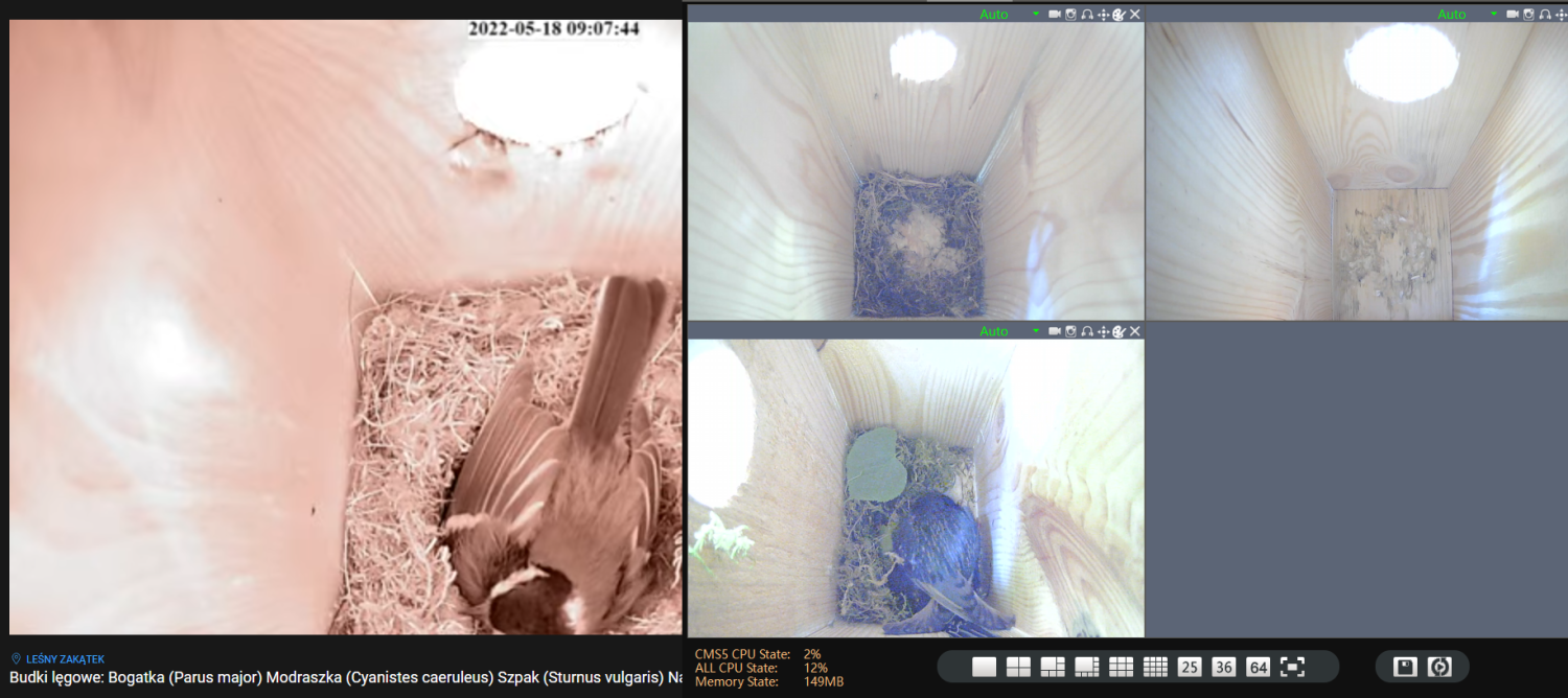 livebirdspoland_128fe0ed3de710c8f01933bca44a2fb3.png