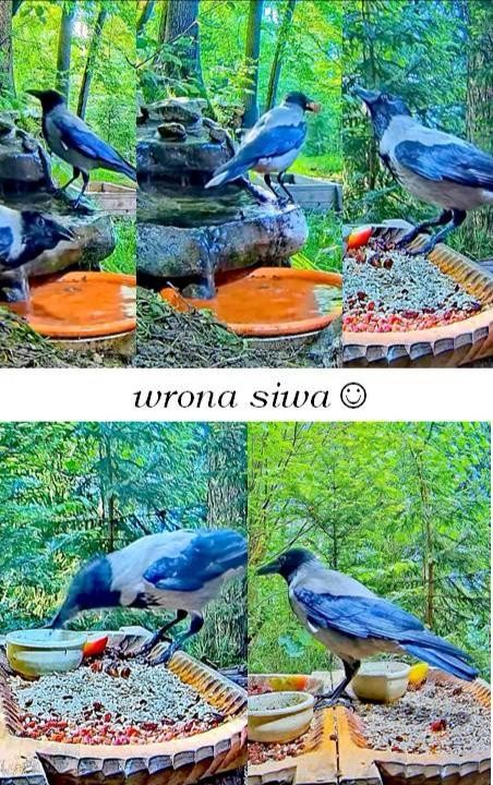 livebirdspoland_ad9698e4fbfc4a6fa81ad1fdc24a563e.jpg