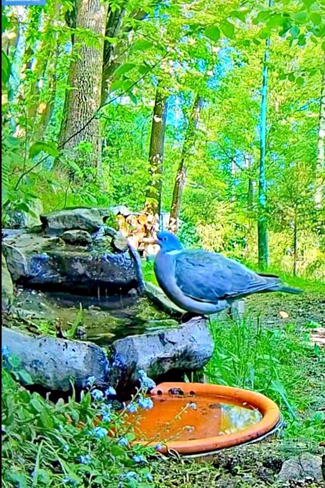 livebirdspoland_46307c71e38d64c89e00738b03e03db6.jpg