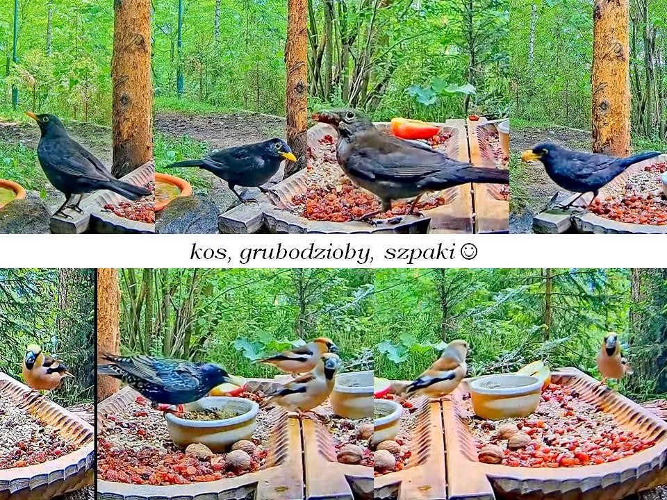 livebirdspoland_b5890586d5182e490f7d7203de206169.jpg