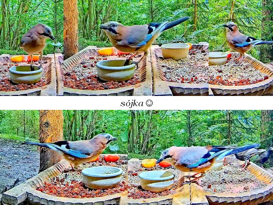 livebirdspoland_3c24d29c82f9c0943a008649452e3045.jpg