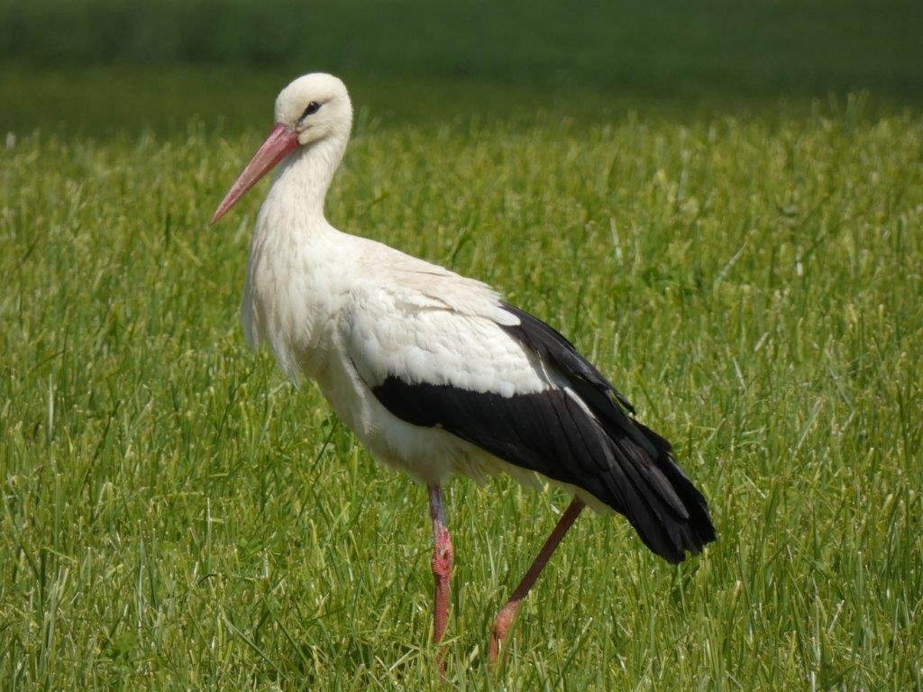 livebirdspoland_44a3f776380da1eab9af2b709e9d46a5.png