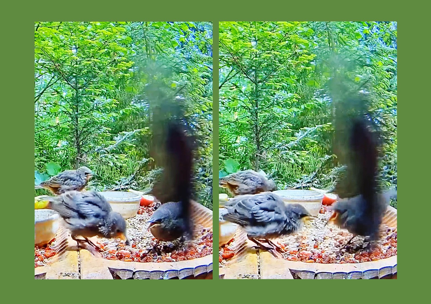 livebirdspoland_6d2479c235aa413c8467f8c49f84e88b.jpg
