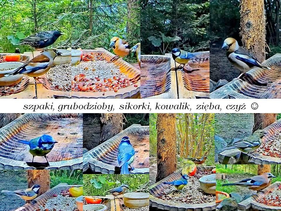 livebirdspoland_75e838c4937cfe92ab3cd1983f762bcf.jpg