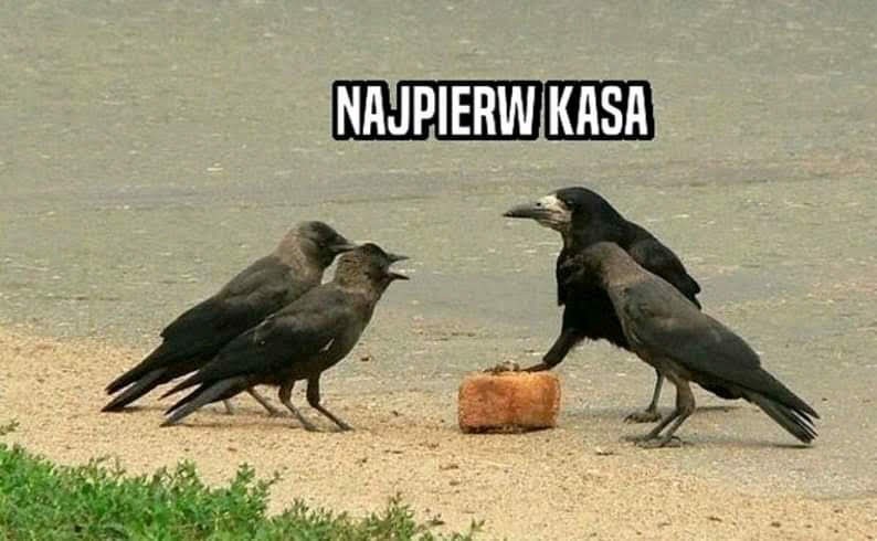 livebirdspoland_9d52e28dab87101efe984b938cdacc20.jpg
