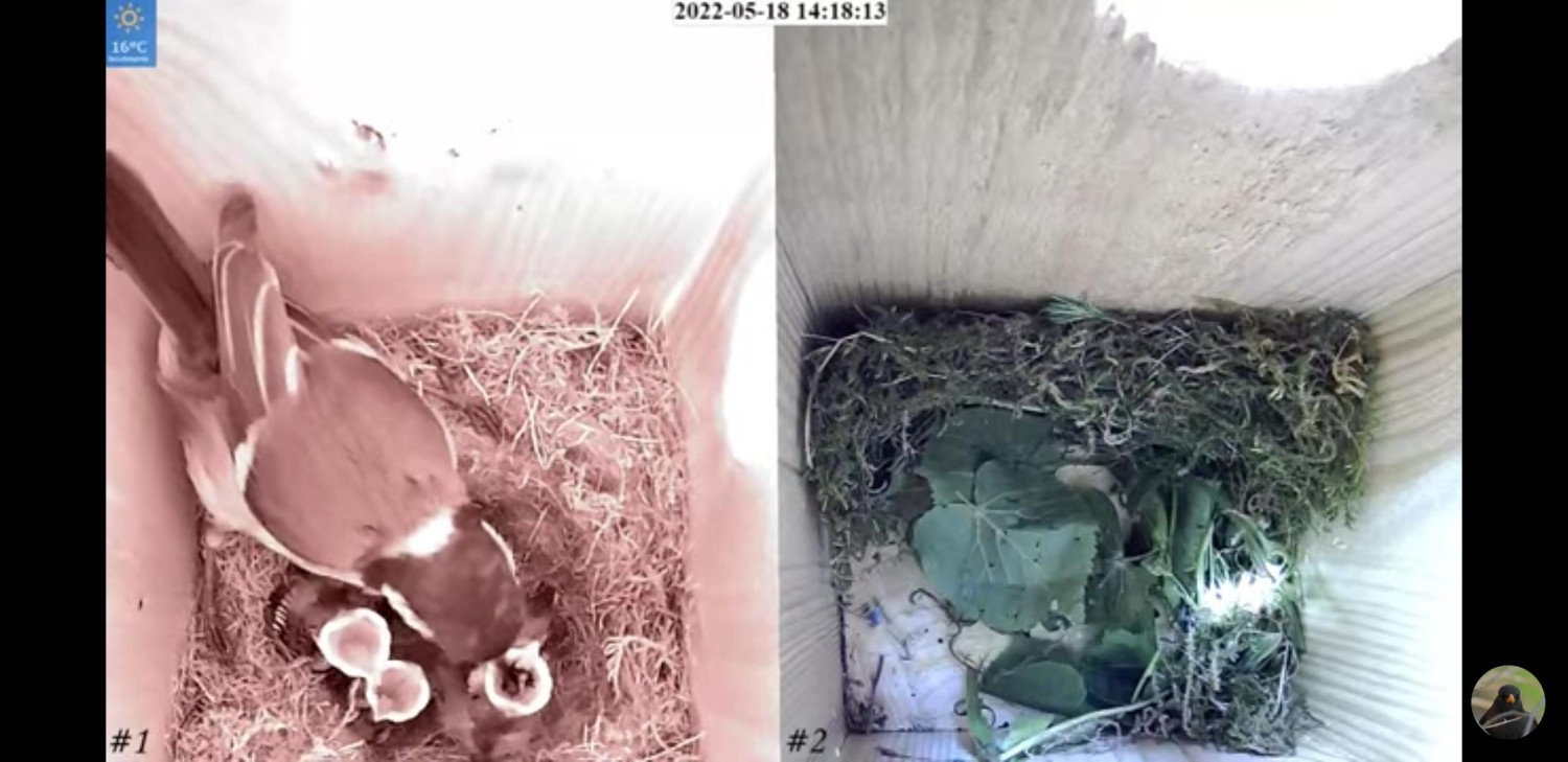 livebirdspoland_082ca3b924ade93466c974f593e97fe8.jpg