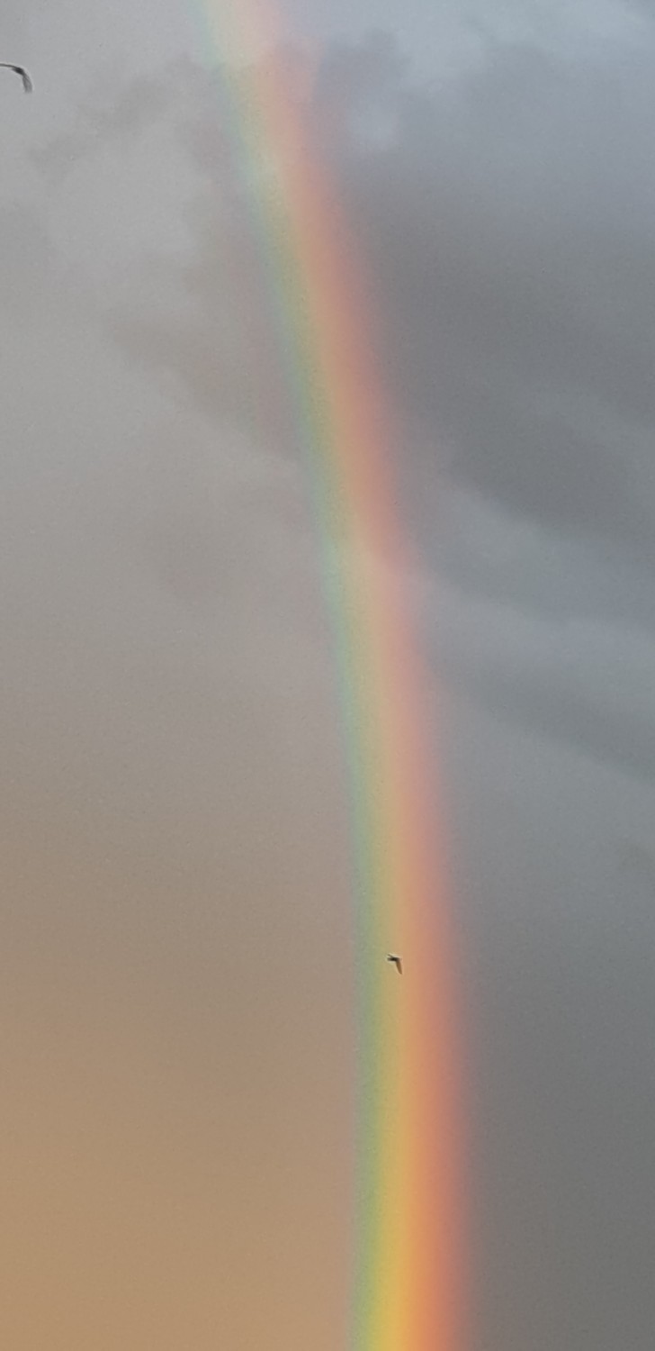 livebirdspoland_8a3e78bc56dbb35606f1822127e712e0.jpg