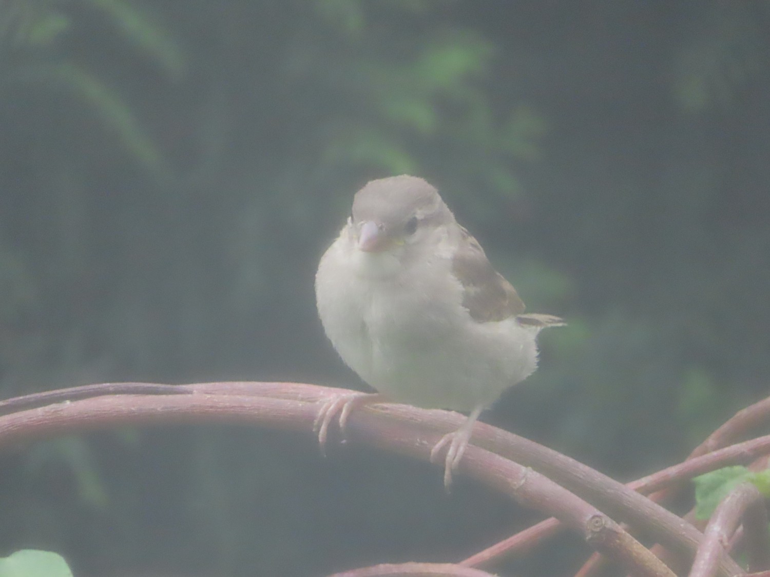 livebirdspoland_9350bc1c779e59f967f9bf5081417aae.jpg