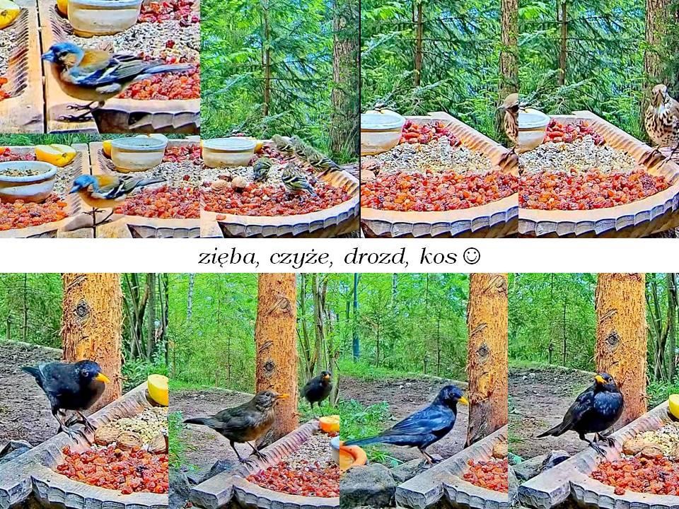 livebirdspoland_e65a6261e58e67c305cbfe91776cf749.jpg