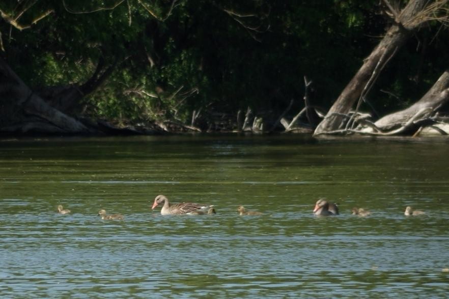 livebirdspoland_b9b8d136c954bcf99eaa4ab4a42392a3.jpg