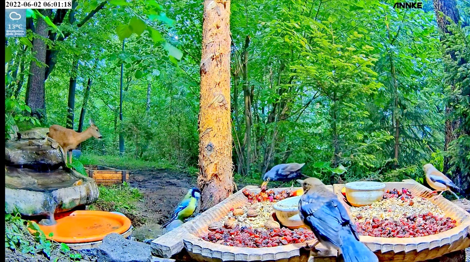 livebirdspoland_4688df10e73002314840ba07aa96615f.jpg