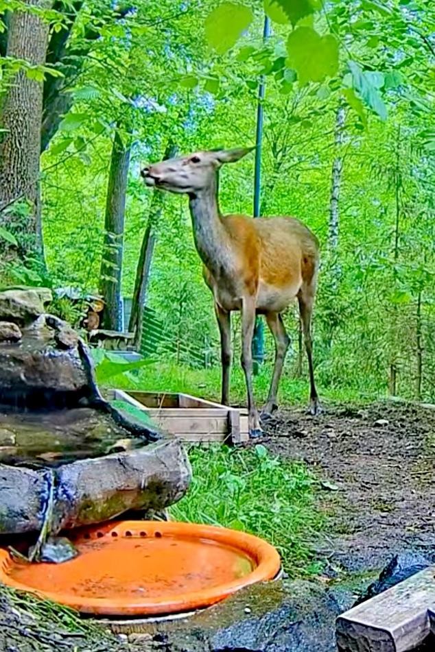 livebirdspoland_b6e85c4d317d0c6ad2d52ec5c36987fd.jpg