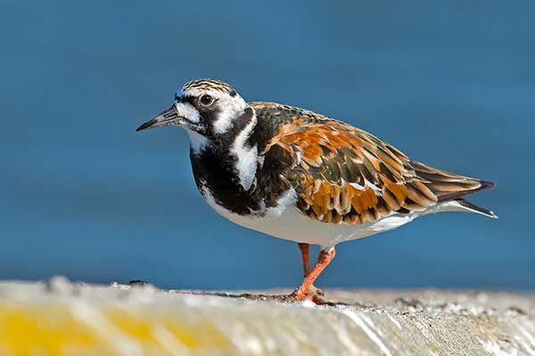 livebirdspoland_390d35be337a15884ab2ca53df4e9fcb.png