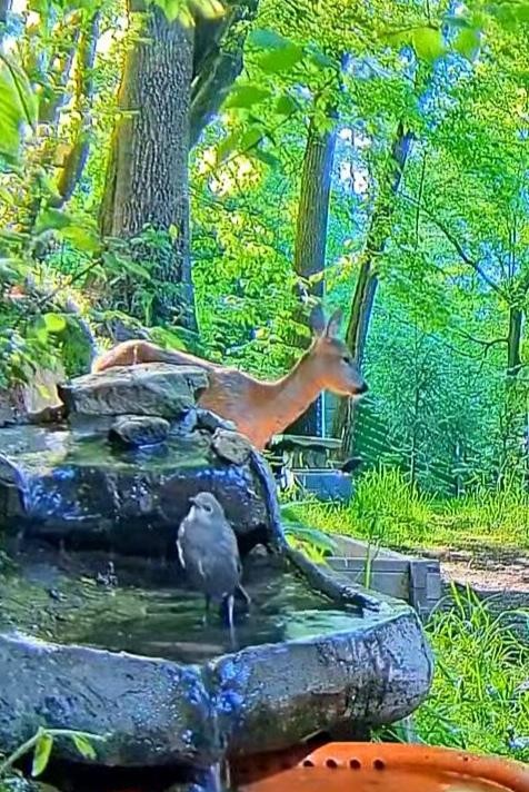 livebirdspoland_7ac5b18a8905365b77f482172df3349e.jpg