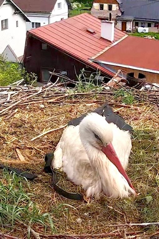 livebirdspoland_84629eea5fe7dfb6216e22df9d7afc9d.jpg