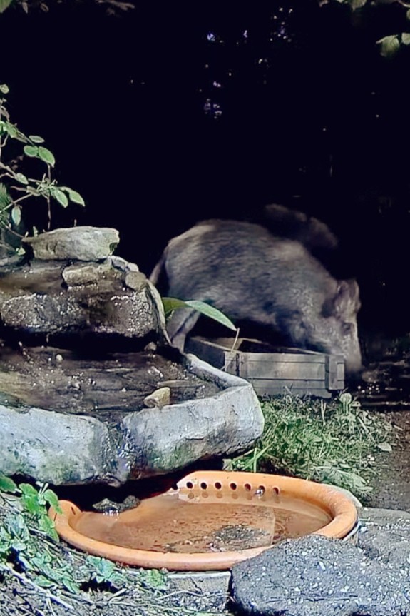 livebirdspoland_319d388aef4c4f956f7019f023985847.jpg