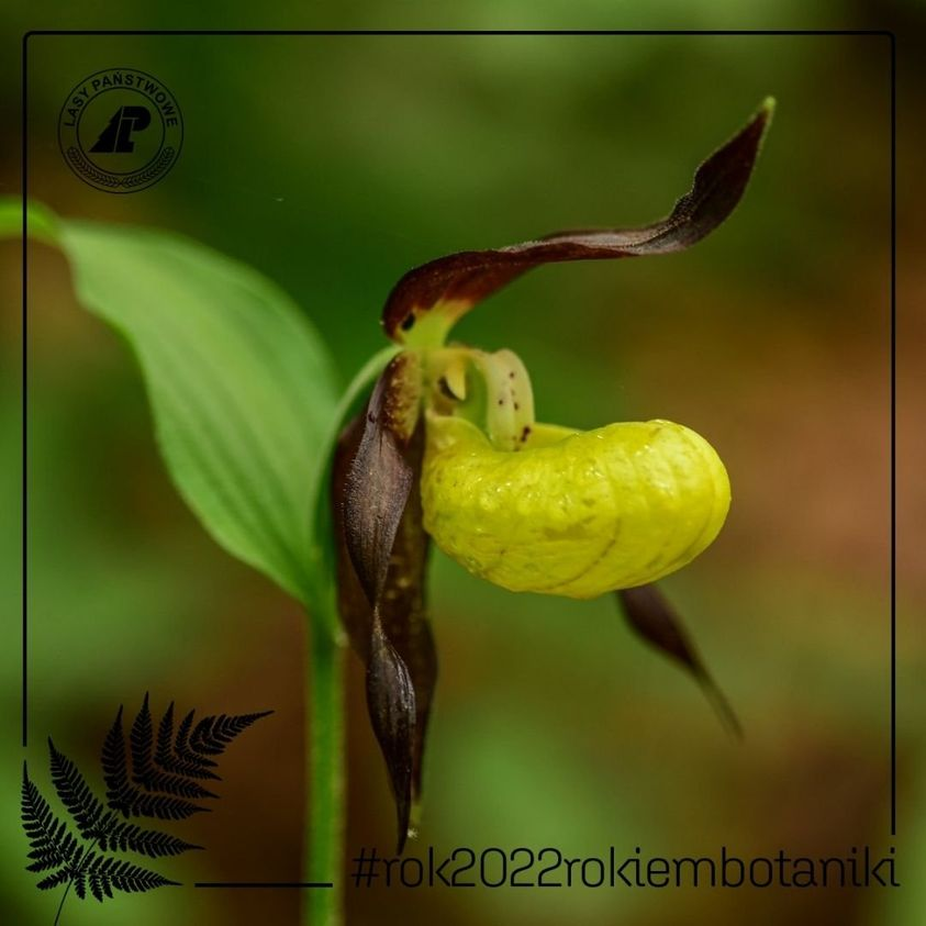 livebirdspoland_c76d40260896000812286d2f4455f11e.png