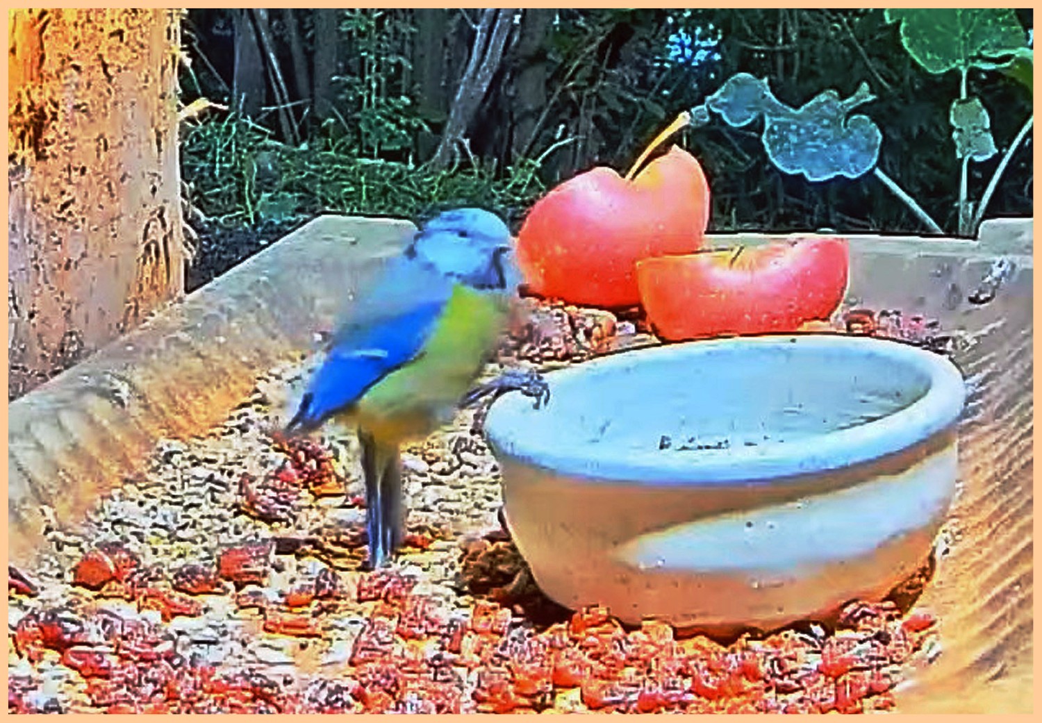livebirdspoland_a10ff7d31b6c689d2f07318aa892a900.jpg