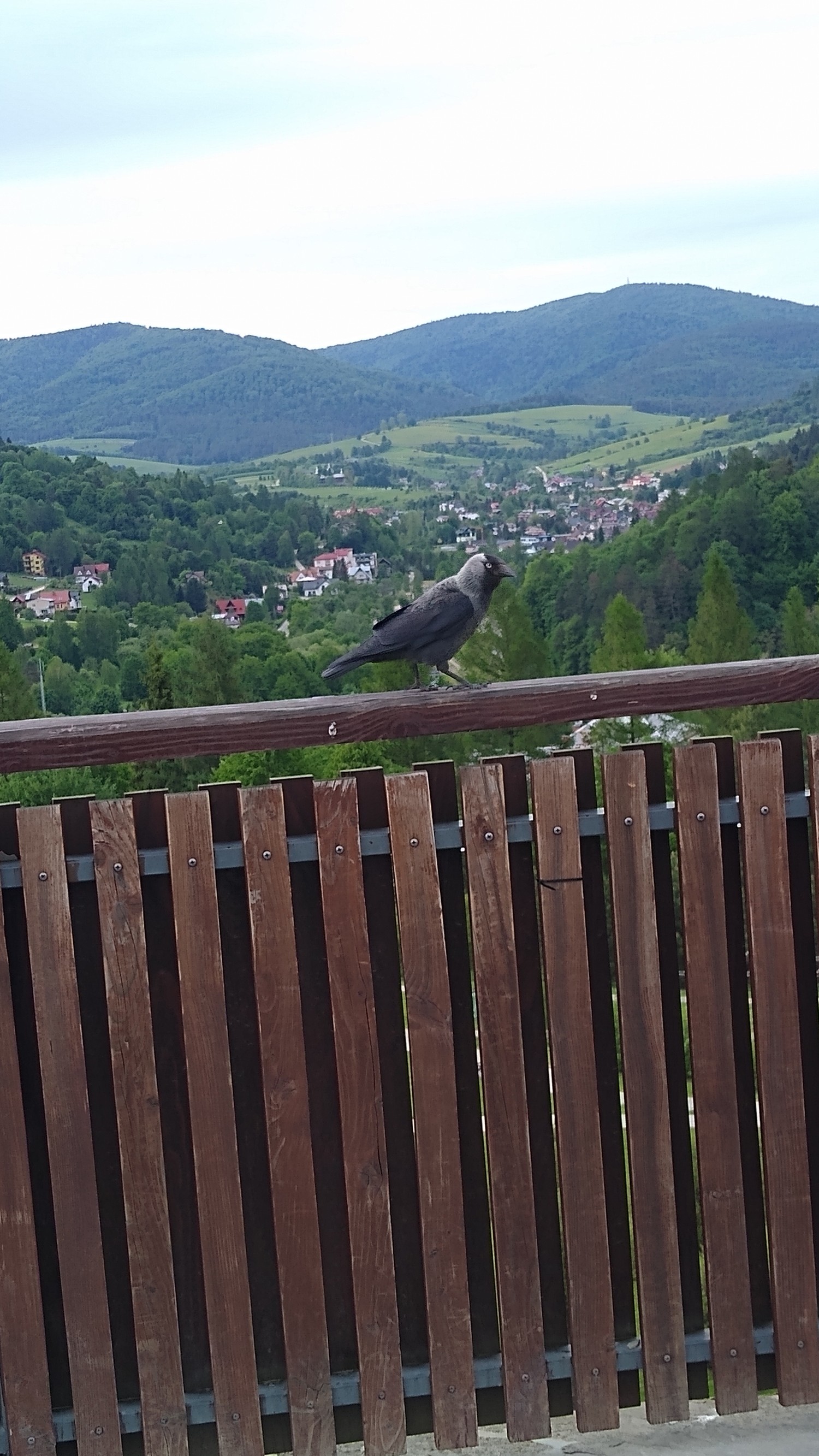 livebirdspoland_00746caad1c2f731ffd6f010e06bec0b.jpg
