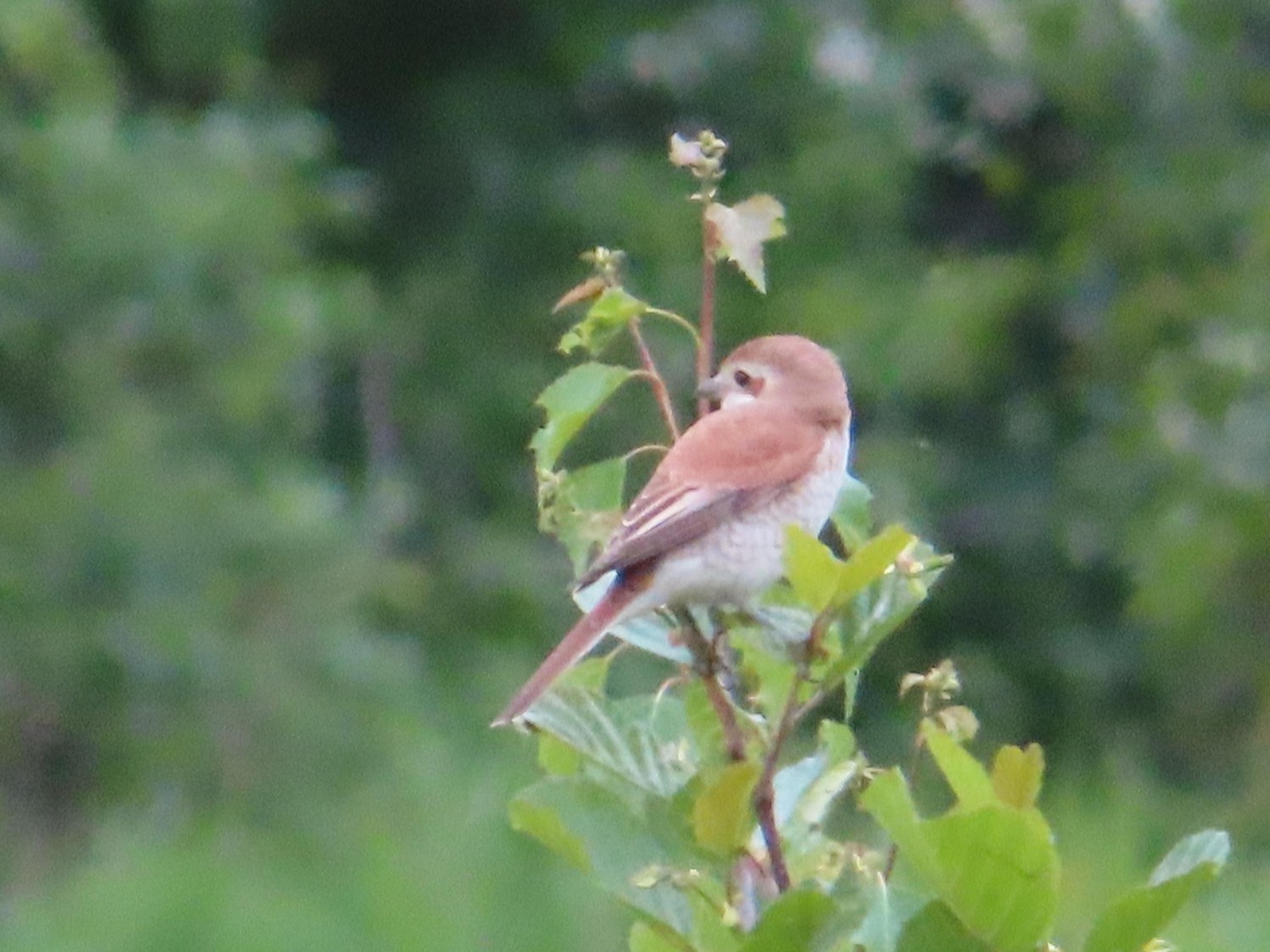 livebirdspoland_3f813bd56ca3f7ab9f56957886b3978a.jpg