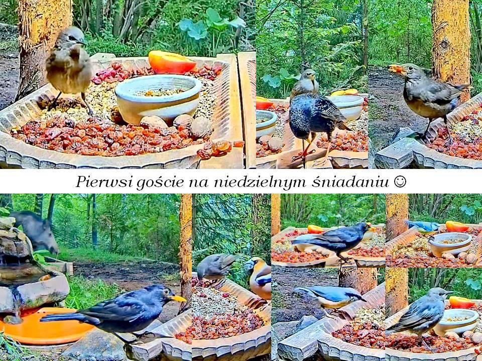 livebirdspoland_b4206591cdac40997581c0ee79cd4906.jpg
