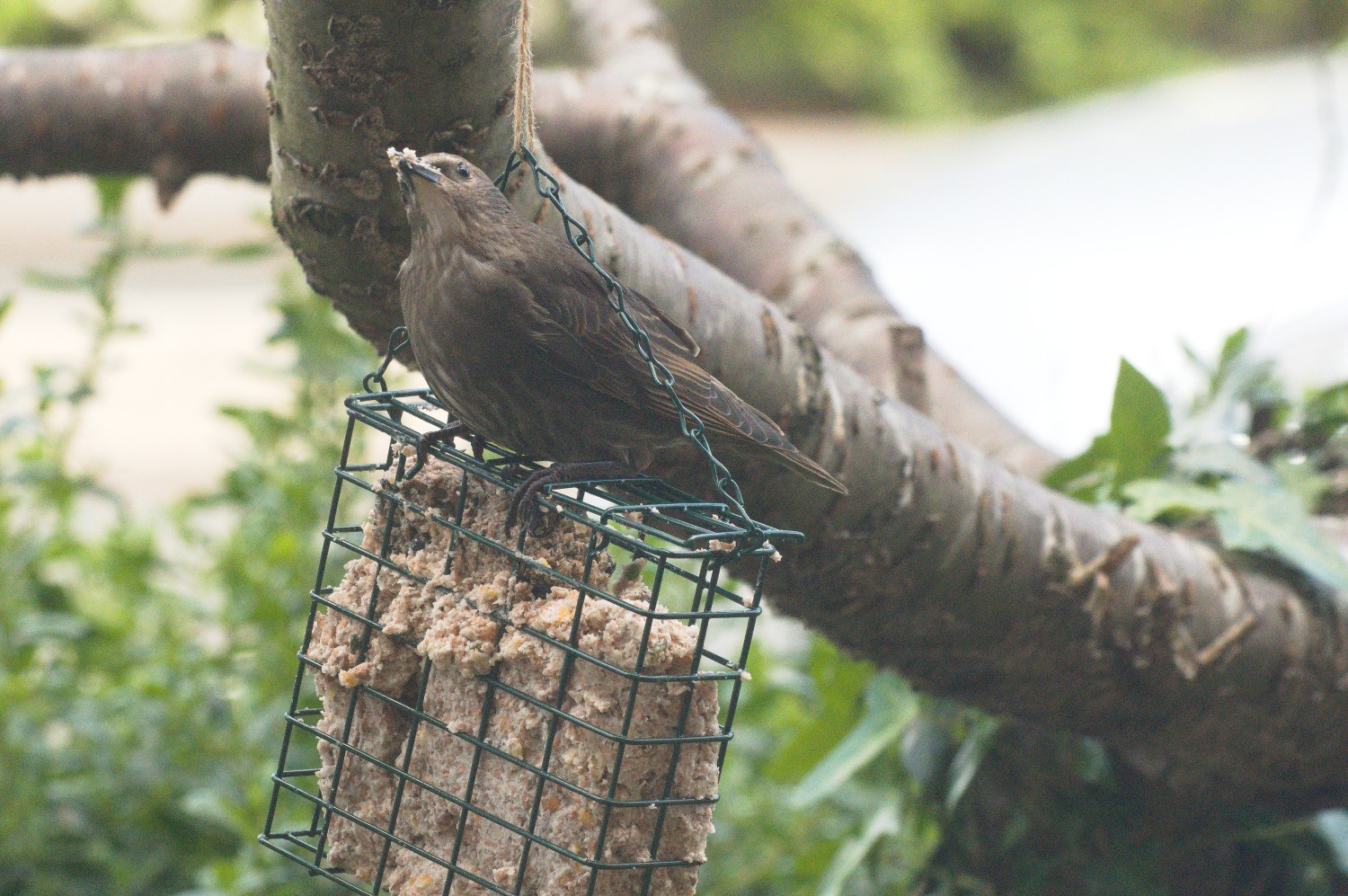 livebirdspoland_e60c7cd8b98452ffbc6adce61e2a0e49.jpg
