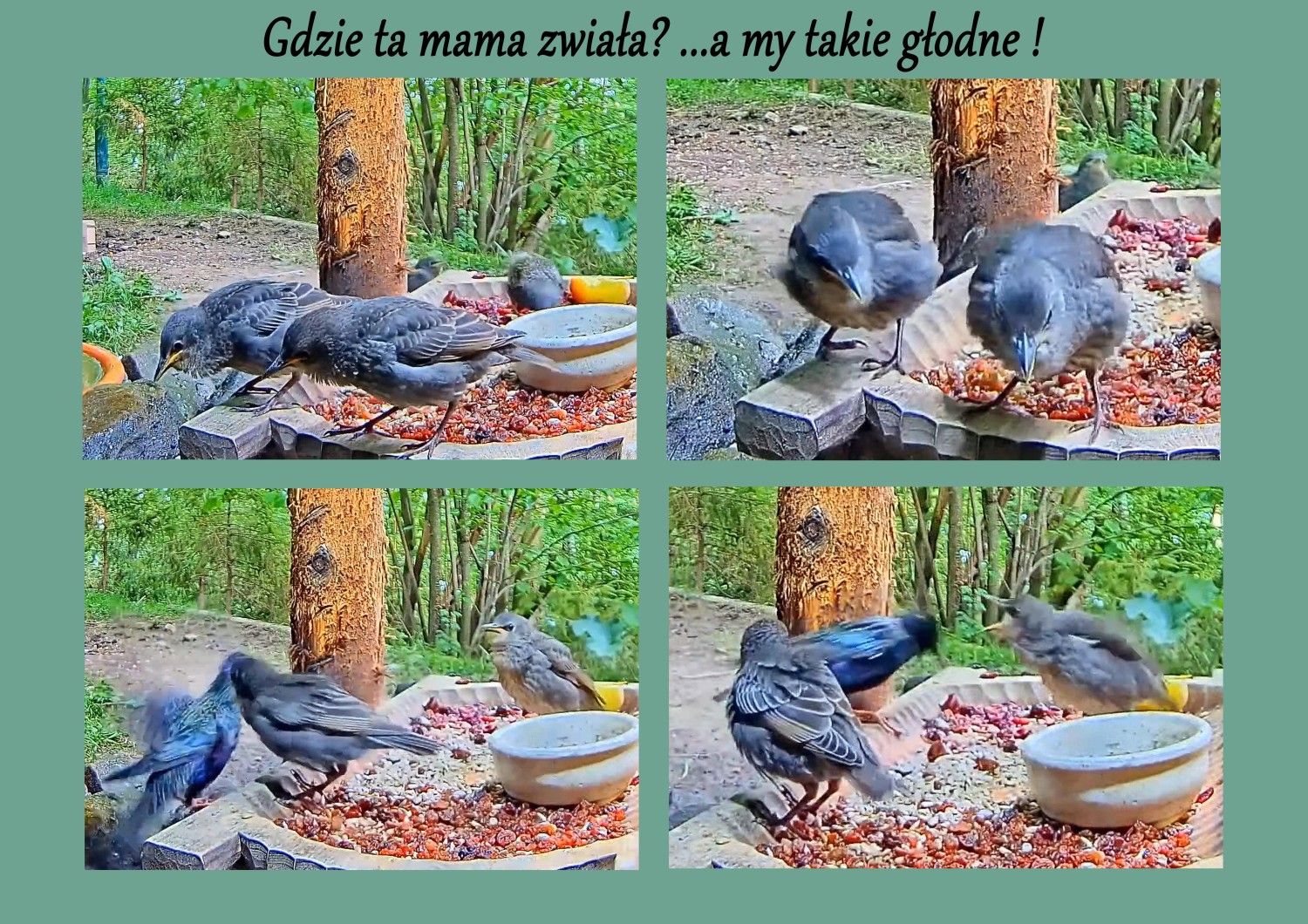 livebirdspoland_a95e94825115fd2e3e5a62799c25890d.jpg