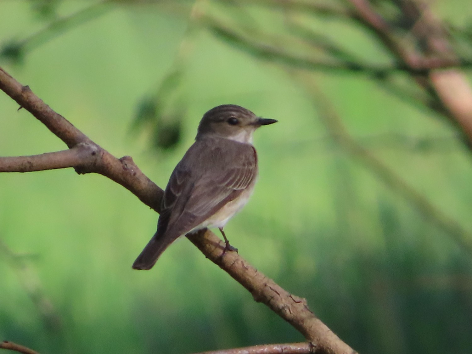 livebirdspoland_d96760c25ddc30cca1010907cc75ac2a.jpg