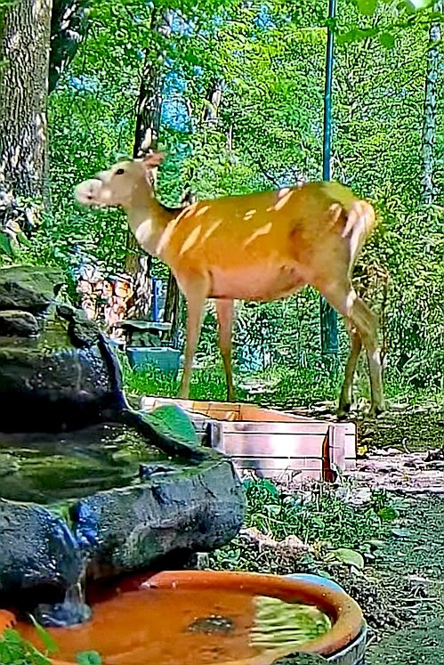 livebirdspoland_4f972abe722a79ba0dd9354ba23a5935.jpg