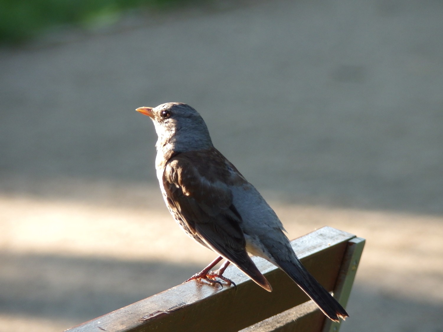livebirdspoland_17bf63da1475dfa3405ea72a9f25829c.jpg