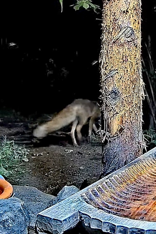 livebirdspoland_1855c8b09149e4fcdee0ac53af96f736.jpg