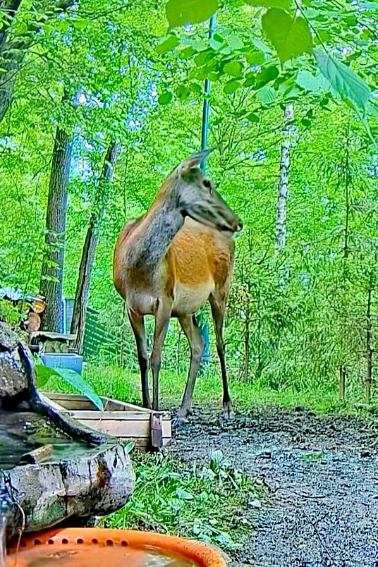livebirdspoland_aaa2728b80a1c1a25eb6d8b3e93836a5.jpg