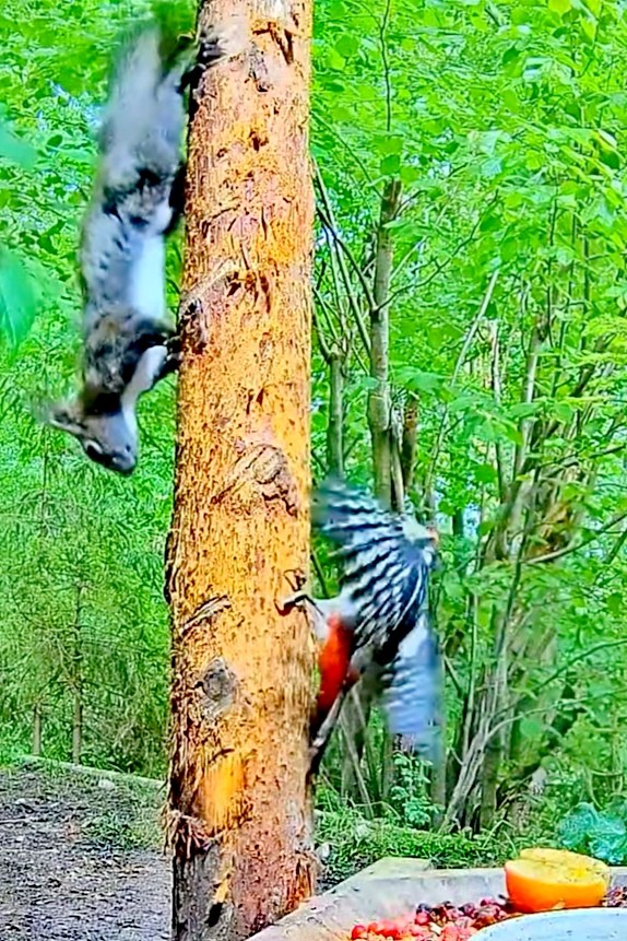 livebirdspoland_84b5547a8ec9268131d4fc6bf8099b90.jpg