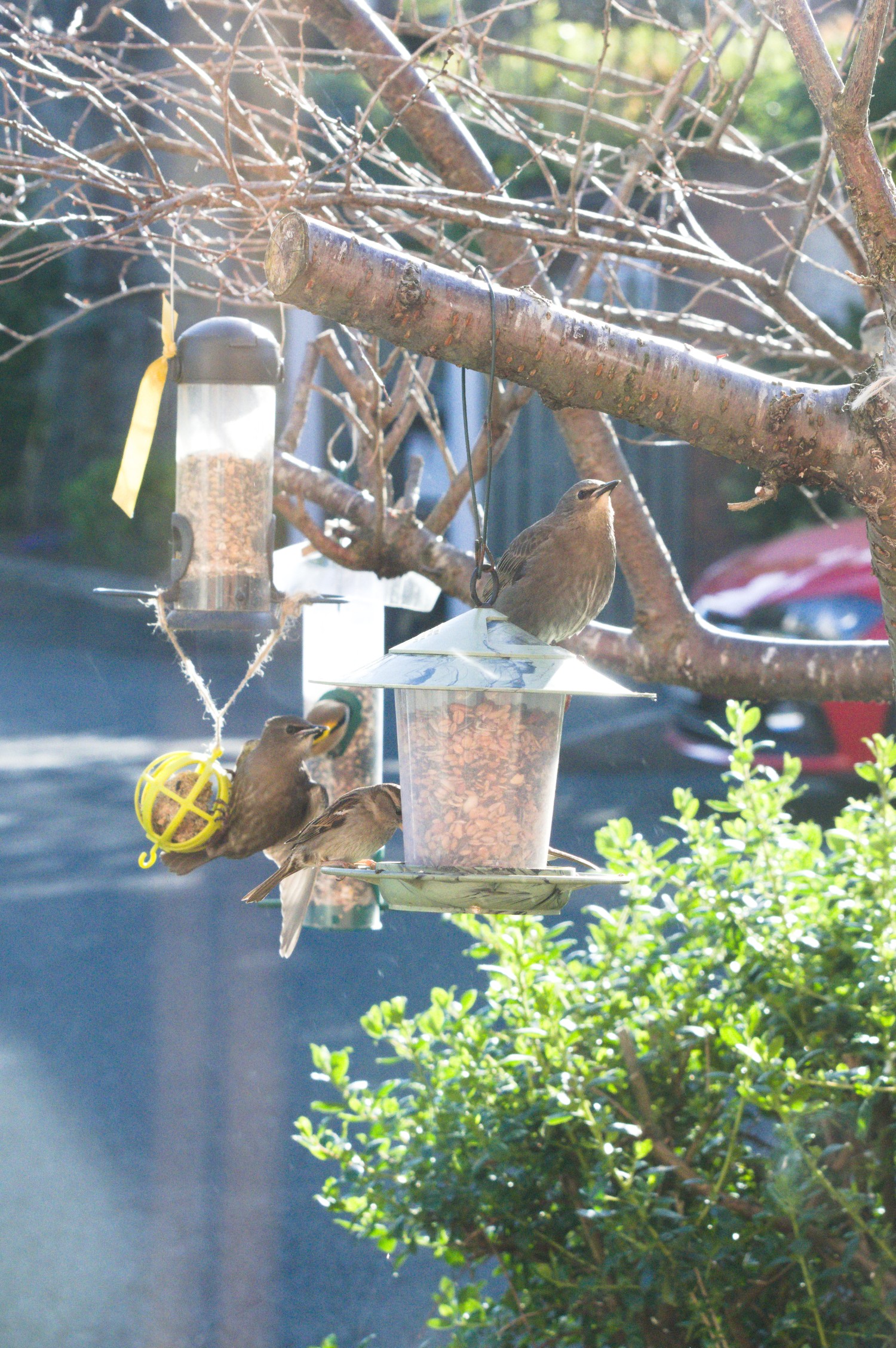 livebirdspoland_c6f30ecc0c9ad168a497ff5c88b14a61.jpg