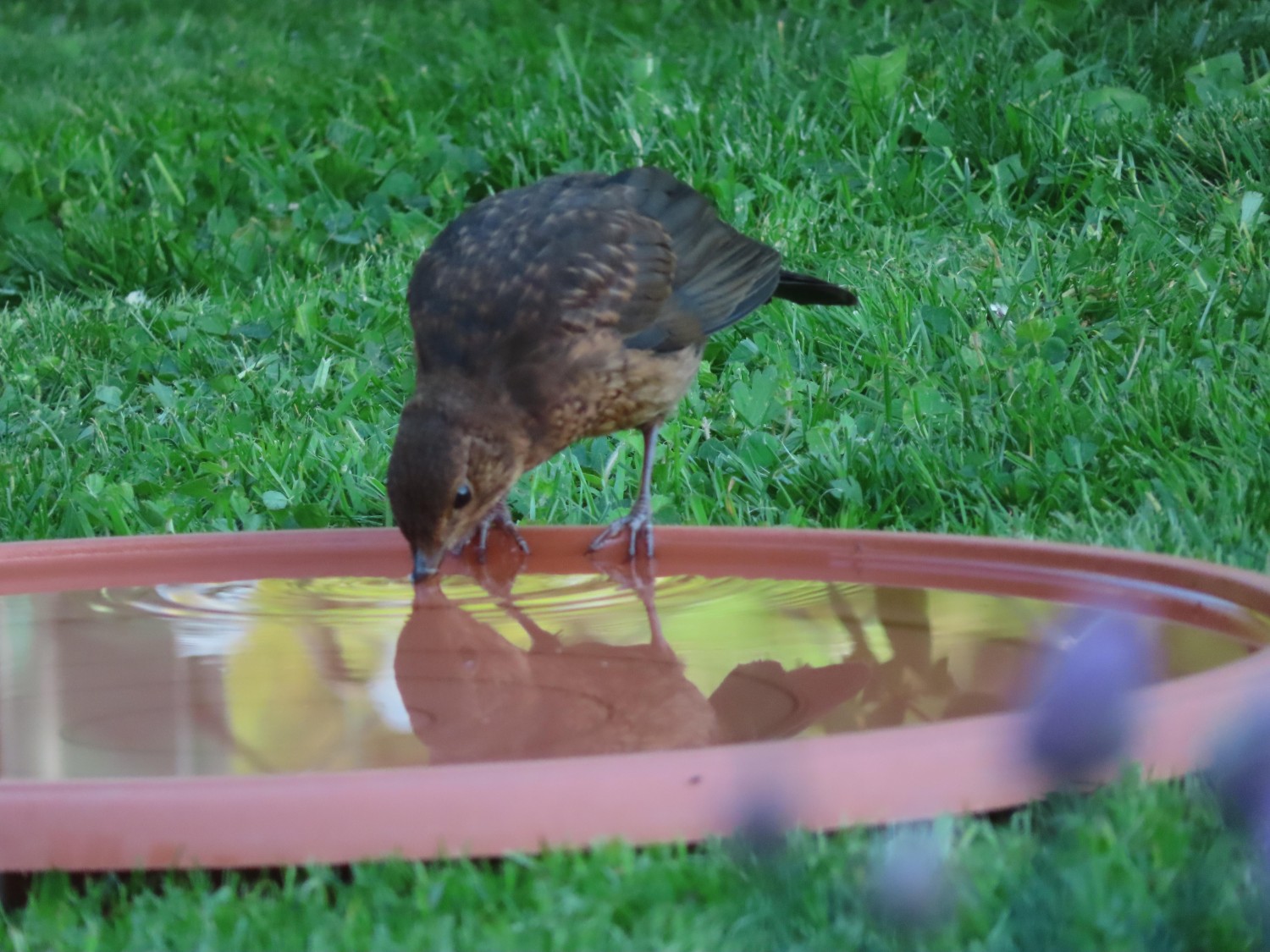 livebirdspoland_40da07e9e15e7ca13c7956525e7f8ae6.jpg