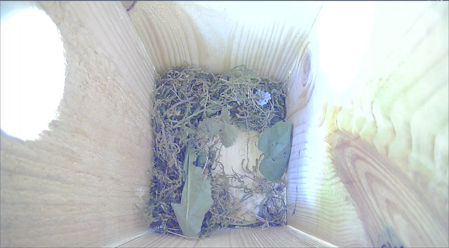 livebirdspoland_8af71e166ec69e712268251900e01041.png