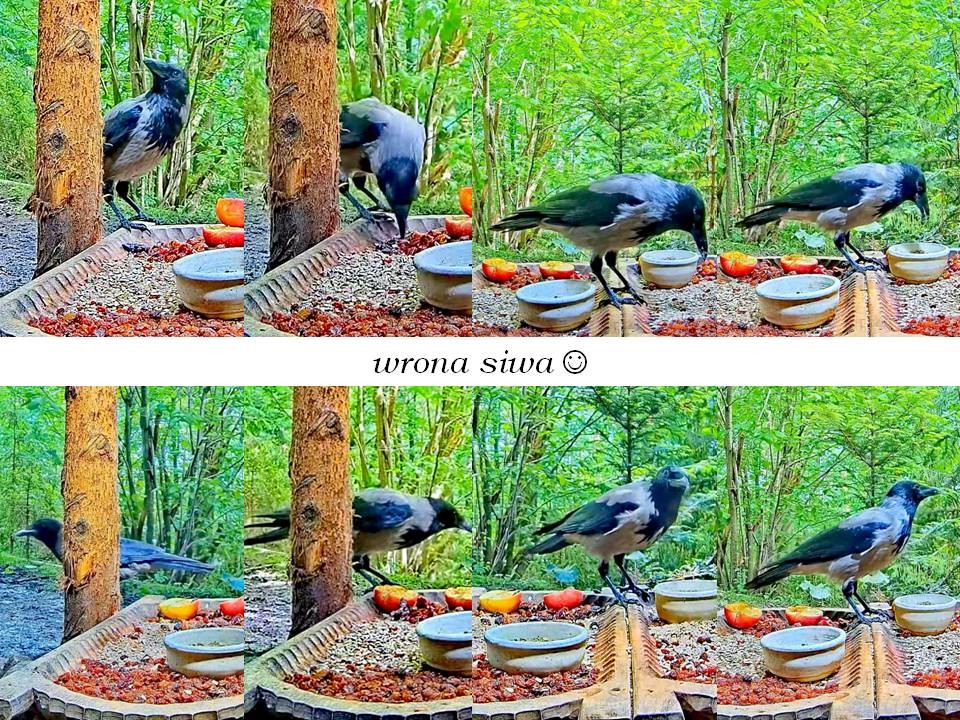 livebirdspoland_1c9cc4e0bf19c9d63f82e4567355412b.jpg