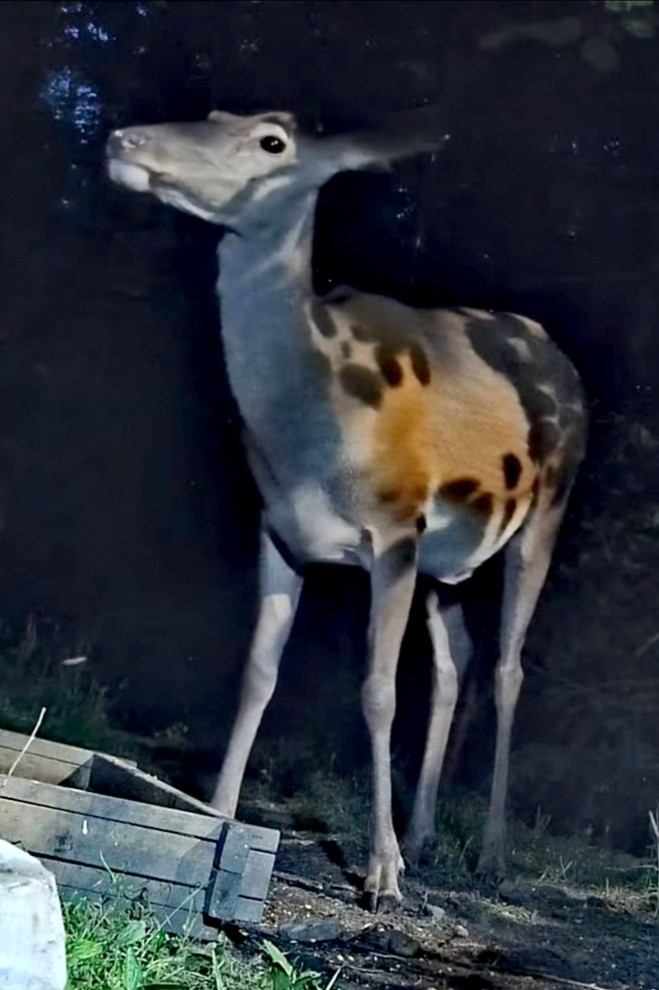 livebirdspoland_80d93c2f22fa91c6758d61123944fffe.jpg