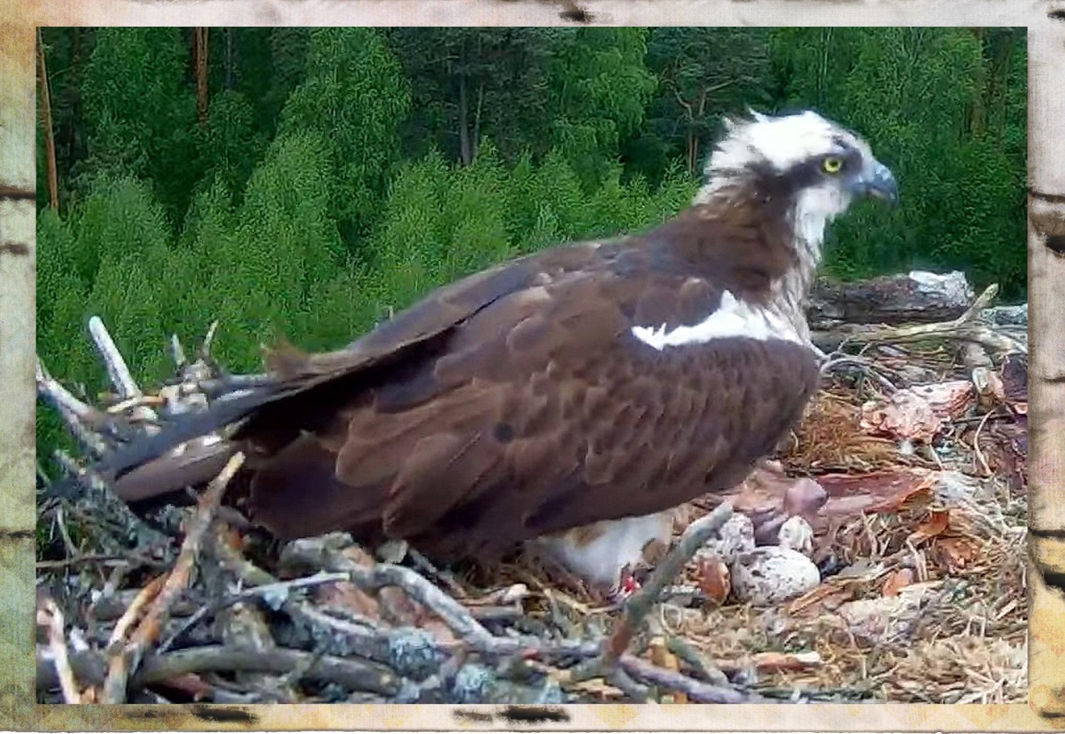 livebirdspoland_ab138843cf59d0789a47a22c8493eb17.jpg