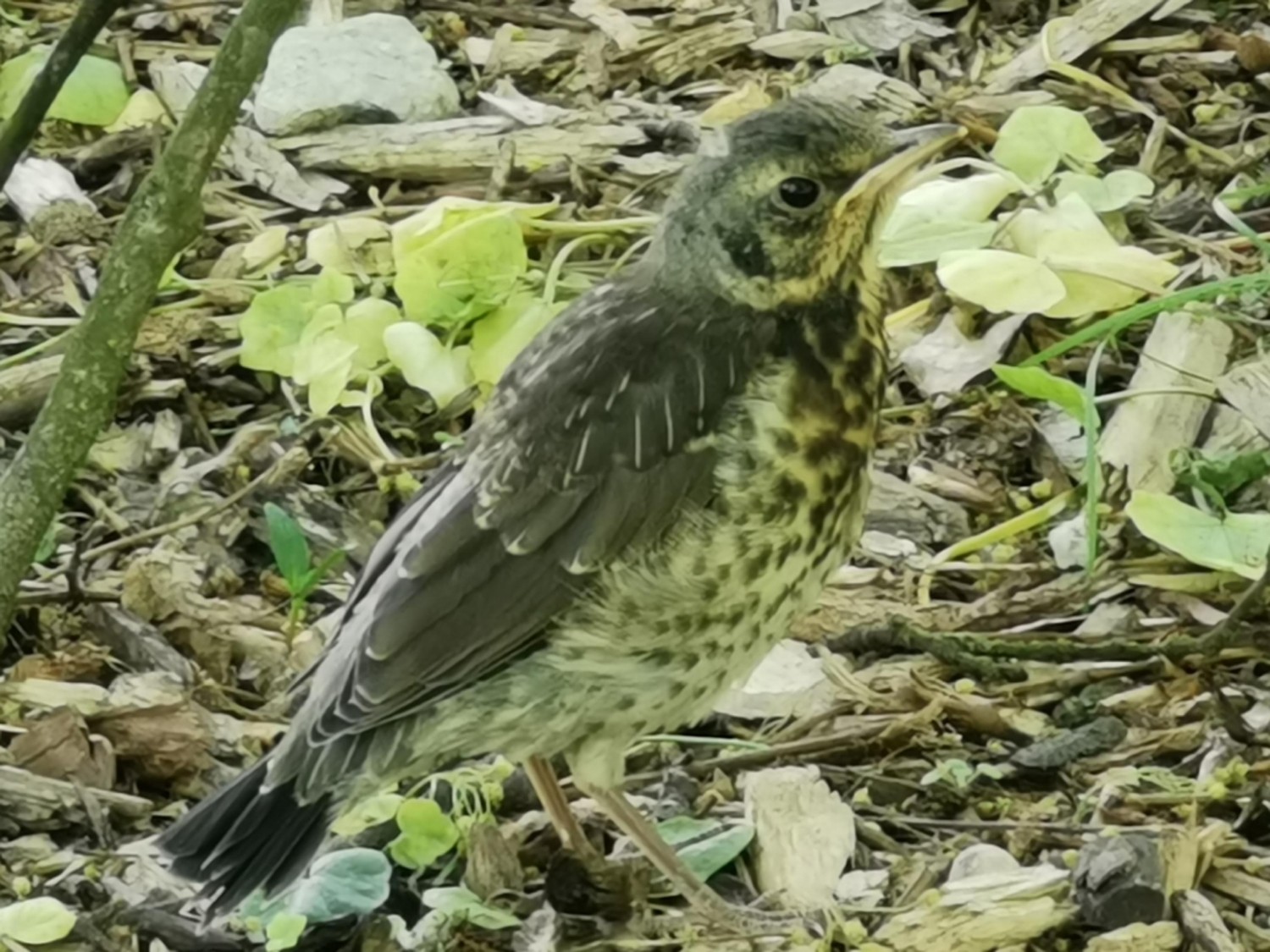 livebirdspoland_50c138a8f8be9cea03fe08b326d130dd.jpg