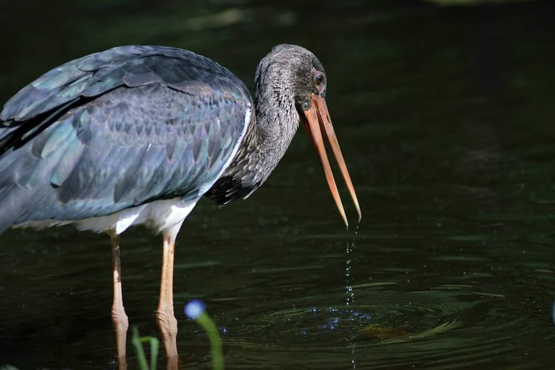 livebirdspoland_93a5c0e6db245a3278998ef7d6b41a7a.png