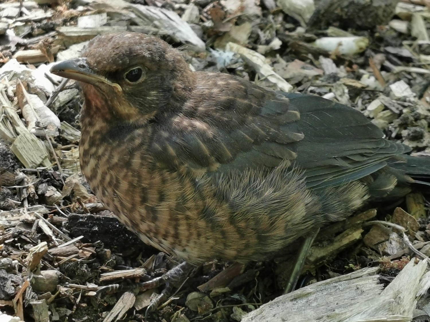 livebirdspoland_0be7464cdd6df4594c9b33cc4065ac36.jpg