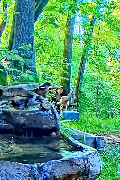 livebirdspoland_57938305712c50a2bfddc58d7b80a3c7.jpg