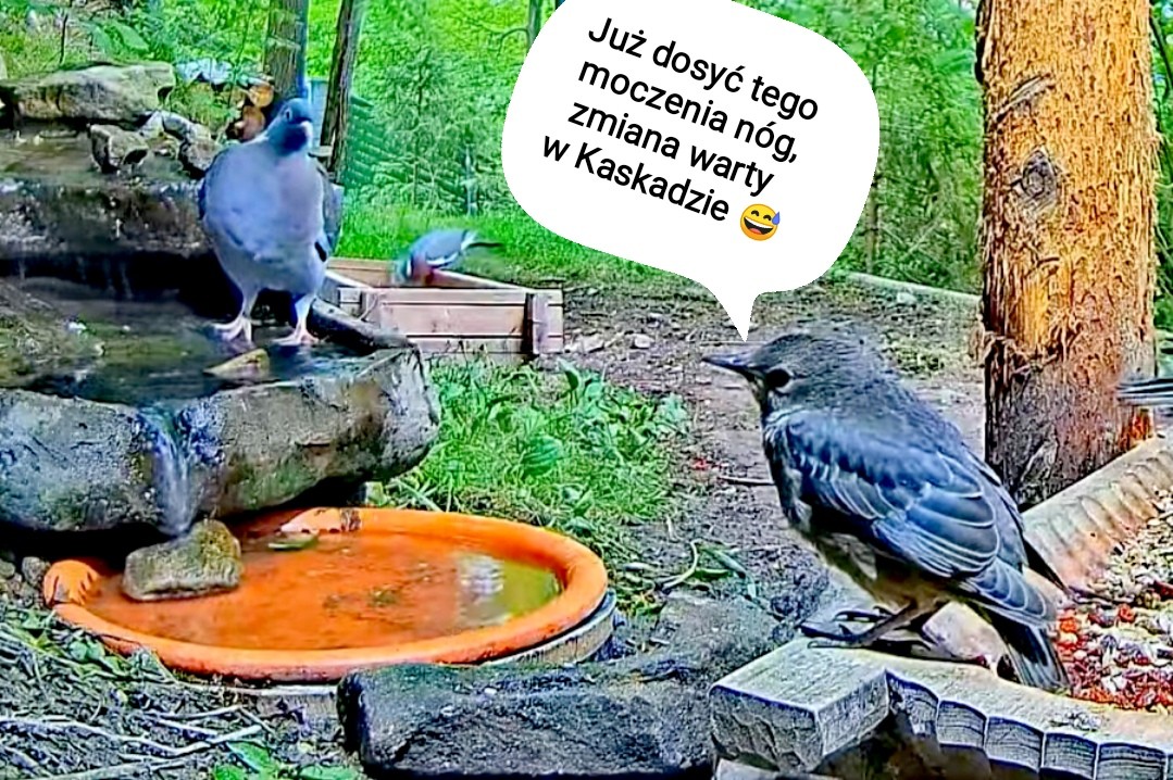 livebirdspoland_2c676f8e76f2f6bb3ed11919b00f6336.jpg
