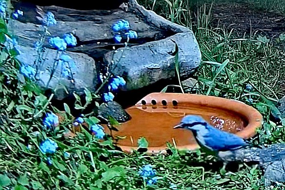 livebirdspoland_bb3fafe0506bf9f6854f45b75bb0a5a6.jpg