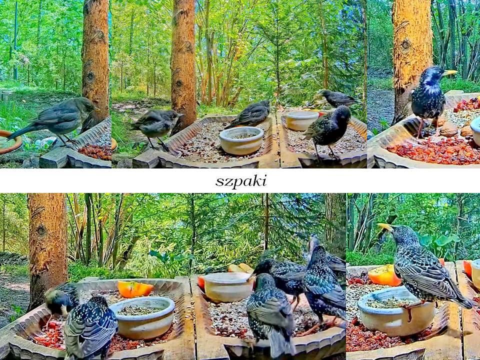 livebirdspoland_8a2d94672dbfa33c1d6a62cf8fc85904.jpg