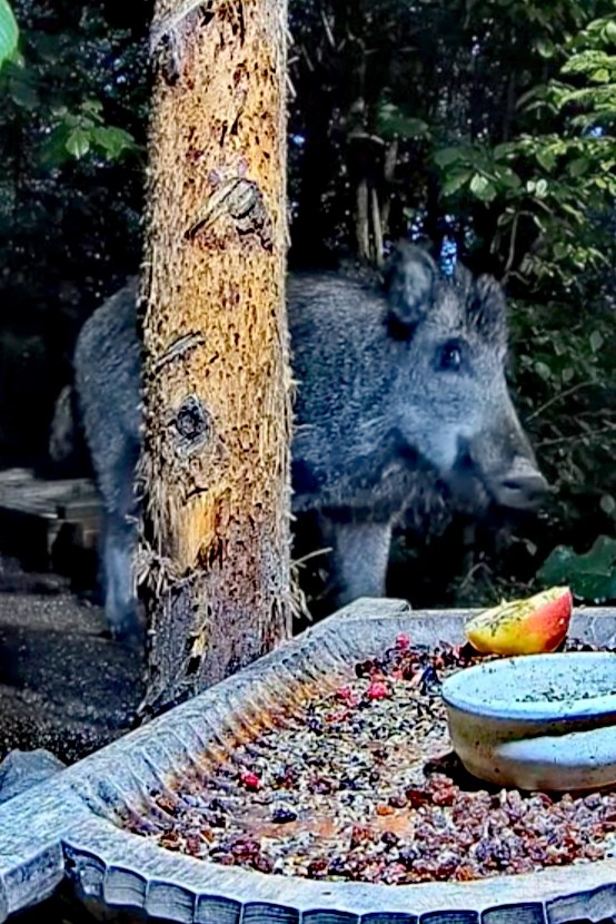 livebirdspoland_fcab9eaef05e0ae6e25699c92b433540.jpg